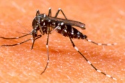 Cómo incide la vacunación contra el dengue en niños