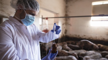 Avance argentino: desarrollan un prototipo de vacuna contra la brucelosis porcina