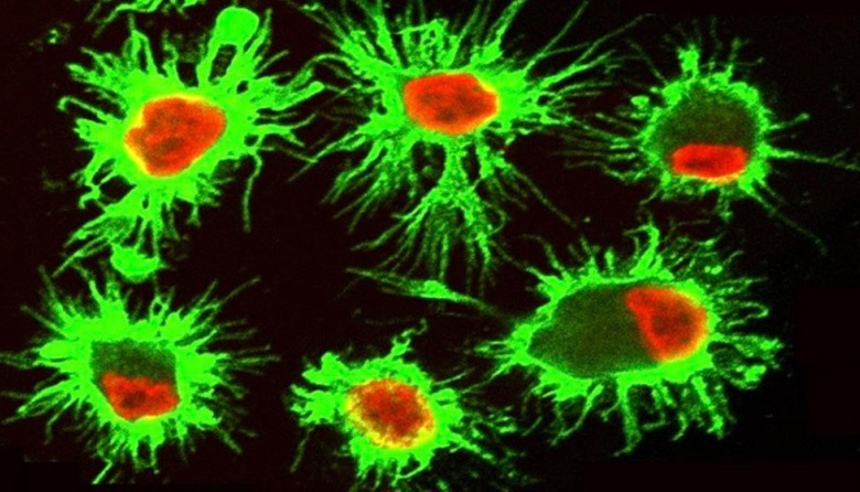 Células del sistema inmune sobreviven en microambientes tumorales tóxicos