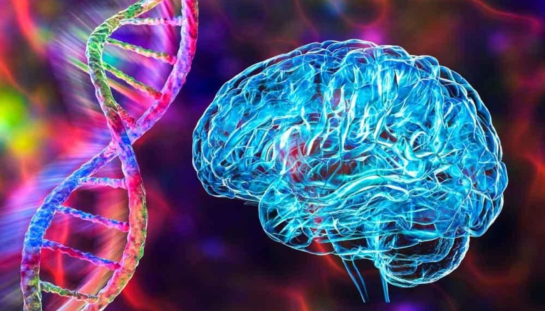 Células vasculares cerebrales, clave en un estudio sobre el Alzheimer