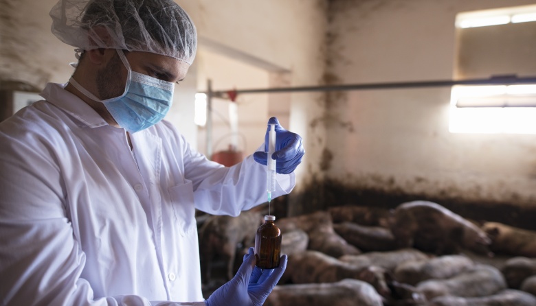 Avance argentino: desarrollan un prototipo de vacuna contra la brucelosis porcina