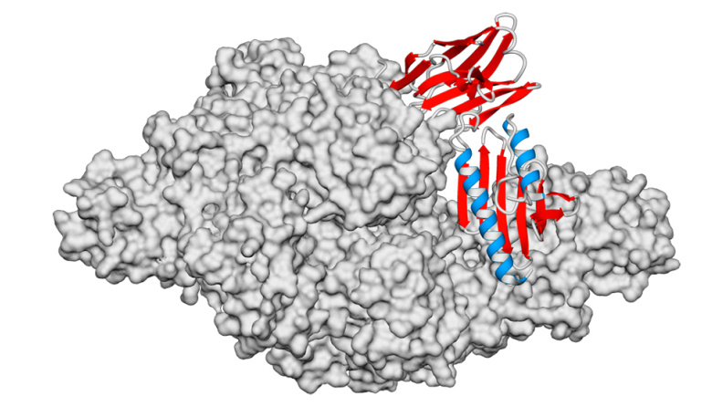 Un hallazgo abre la puerta a futuros tratamientos para una grave enfermedad genética