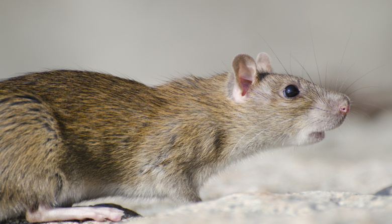 “En un año y medio podríamos tener kits rápidos de detección de hantavirus, si contáramos con los fondos necesarios”