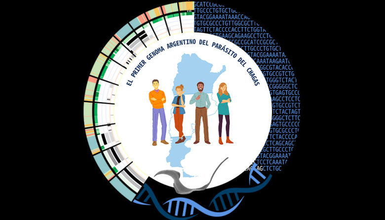 Desarrollan una herramienta que podría mejorar la investigación sobre el Chagas y abrir nuevas vías para diagnóstico y tratamientos
