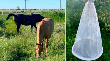“Los mosquitos infectados con el virus pueden alimentarse de caballos”