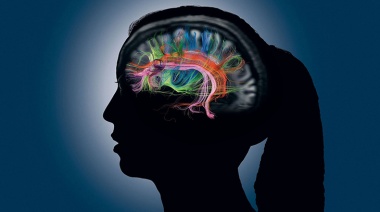 Estudian cómo el cerebro forma los recuerdos