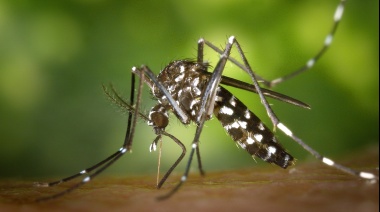 Dengue: epidemia 2024 y proyecciones 2025