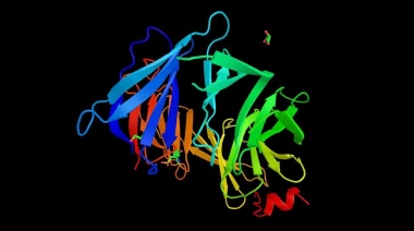 Investigadores realizaron un hallazgo en el BRCA2 y su mutación