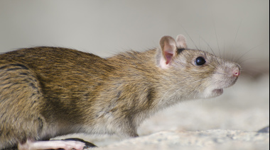 “En un año y medio podríamos tener kits rápidos de detección de hantavirus, si contáramos con los fondos necesarios”