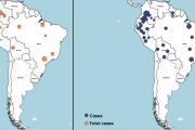Alertan por el impacto de restringir la vacuna contra la fiebre amarilla