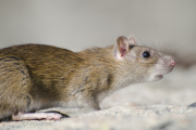 “En un año y medio podríamos tener kits rápidos de detección de hantavirus, si contáramos con los fondos necesarios”