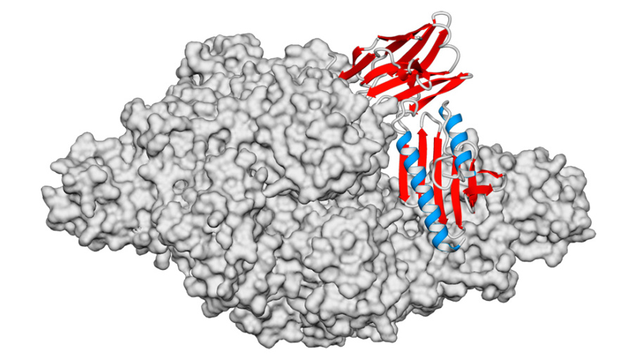 Un hallazgo abre la puerta a futuros tratamientos para una grave enfermedad genética